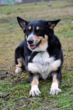 Moli szuka domu, suczka, młoda, w typie border collie