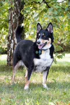 Moli szuka domu, suczka, młoda, w typie border collie