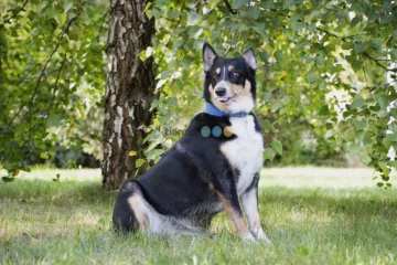 Moli szuka domu, suczka, młoda, w typie border collie