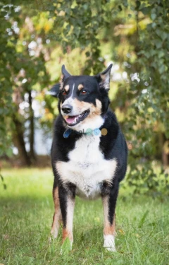 Moli szuka domu, suczka, młoda, w typie border collie