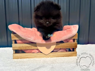 Szpic Miniaturowy, Pomeranian - Black