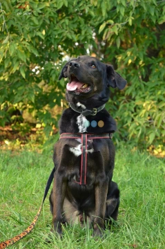 Rex szuka domu, pies, młody, w typie labradora 