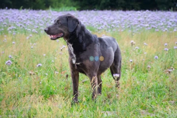 Rex szuka domu, pies, młody, w typie labradora 