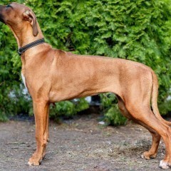 Rhodesian Ridgeback