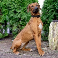 Rhodesian Ridgeback