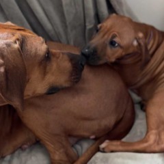 Rhodesian Ridgeback