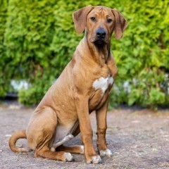 Rhodesian Ridgeback