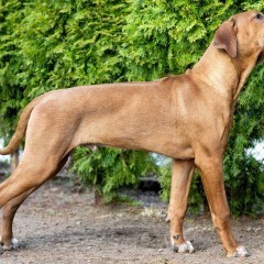 Rhodesian Ridgeback