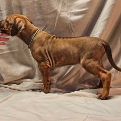 Rhodesian Ridgeback