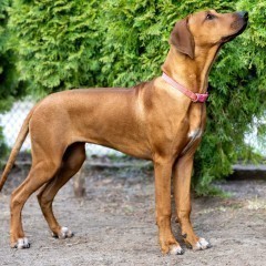 Rhodesian Ridgeback FCI