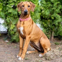 Rhodesian Ridgeback FCI