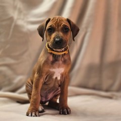 Rhodesian Ridgeback FCI