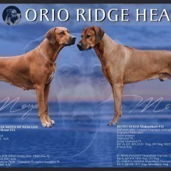 Rhodesian Ridgeback FCI