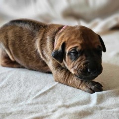 Rhodesian Ridgeback FCI