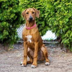 Rhodesian Ridgeback FCI