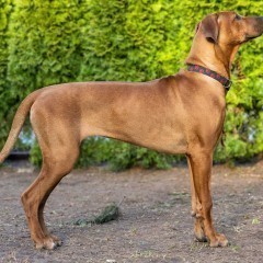 Rhodesian Ridgeback