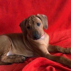 Rhodesian Ridgeback