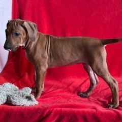 Rhodesian Ridgeback