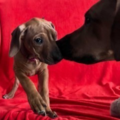 Rhodesian Ridgeback