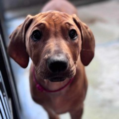 Rhodesian Ridgeback