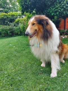 Owczarek szkocki , collie, lassie