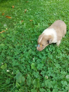 Owczarek szkocki , collie, lassie