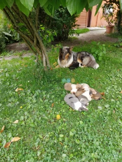 Owczarek szkocki , collie, lassie