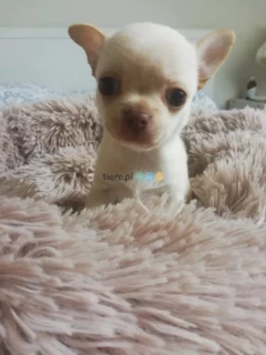 Chihuahua z rodowodem 