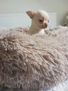 Chihuahua z rodowodem 