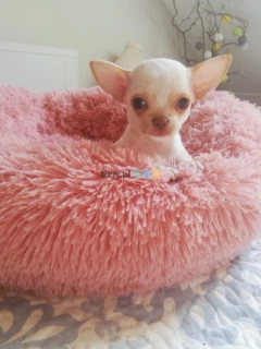 Chihuahua śliczna dziewczynka 
