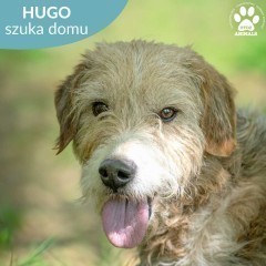 Uroczy HUGO czeka na dom!