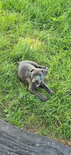 Blue Amstaff American Staffordshire Terrier