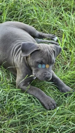 Blue Amstaff American Staffordshire Terrier