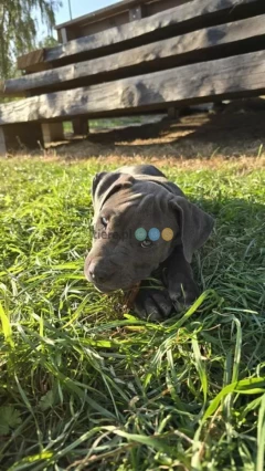 Blue Amstaff American Staffordshire Terrier