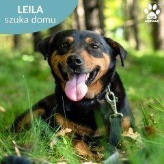 Cudna LEILA szuka domku!