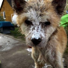 Akita do adopcji. Yuki szuka domu