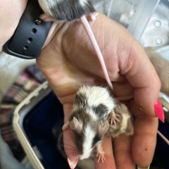 Myszo skoczki myszki japońskie maleństwa ur 30 maj