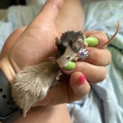 Myszo skoczki myszki japońskie maleństwa ur 30 maj