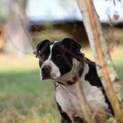 amstaff do adopcji - pies Dylan (Staffordshire terrier) szuka domu!