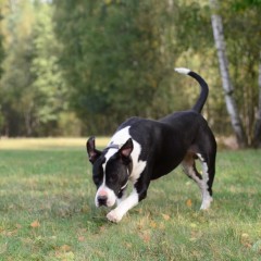 amstaff do adopcji - pies Dylan (Staffordshire terrier) szuka domu!