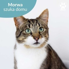 Śliczna kotka do adopcji! Poznajcie Morwę!