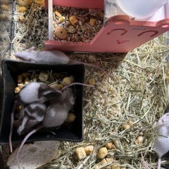 Myszki japońskie skoczki chłopcy