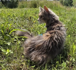 Do adopcji płatnej kotka pohodowlana rasy Maine Coon