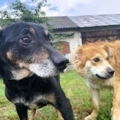 Nieduży, przyjazny i spokojny psiak szuka domku (pies do adopcji)