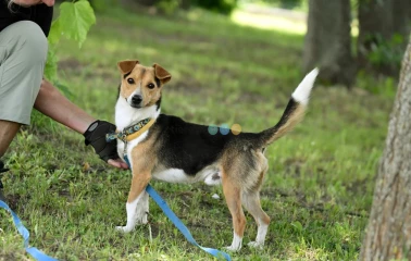 Ciapek szuka domu, pies, młody, w typie Jack Russell Terrier