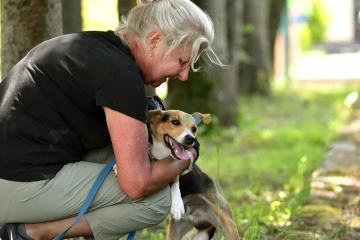 Ciapek szuka domu, pies, młody, w typie Jack Russell Terrier