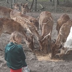 Łopatacz albinos z dowozem