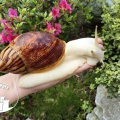 Ślimak Archachatina marginata ovum pseudoleucistic