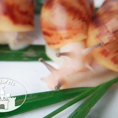 Ślimak Archachatina marginata ovum pseudoleucistic