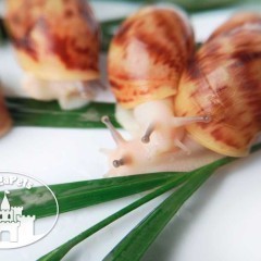 Ślimak Archachatina marginata ovum pseudoleucistic